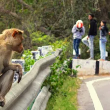 A calming photograph of a relatively intelligent monkey looking at a group of happy humans.