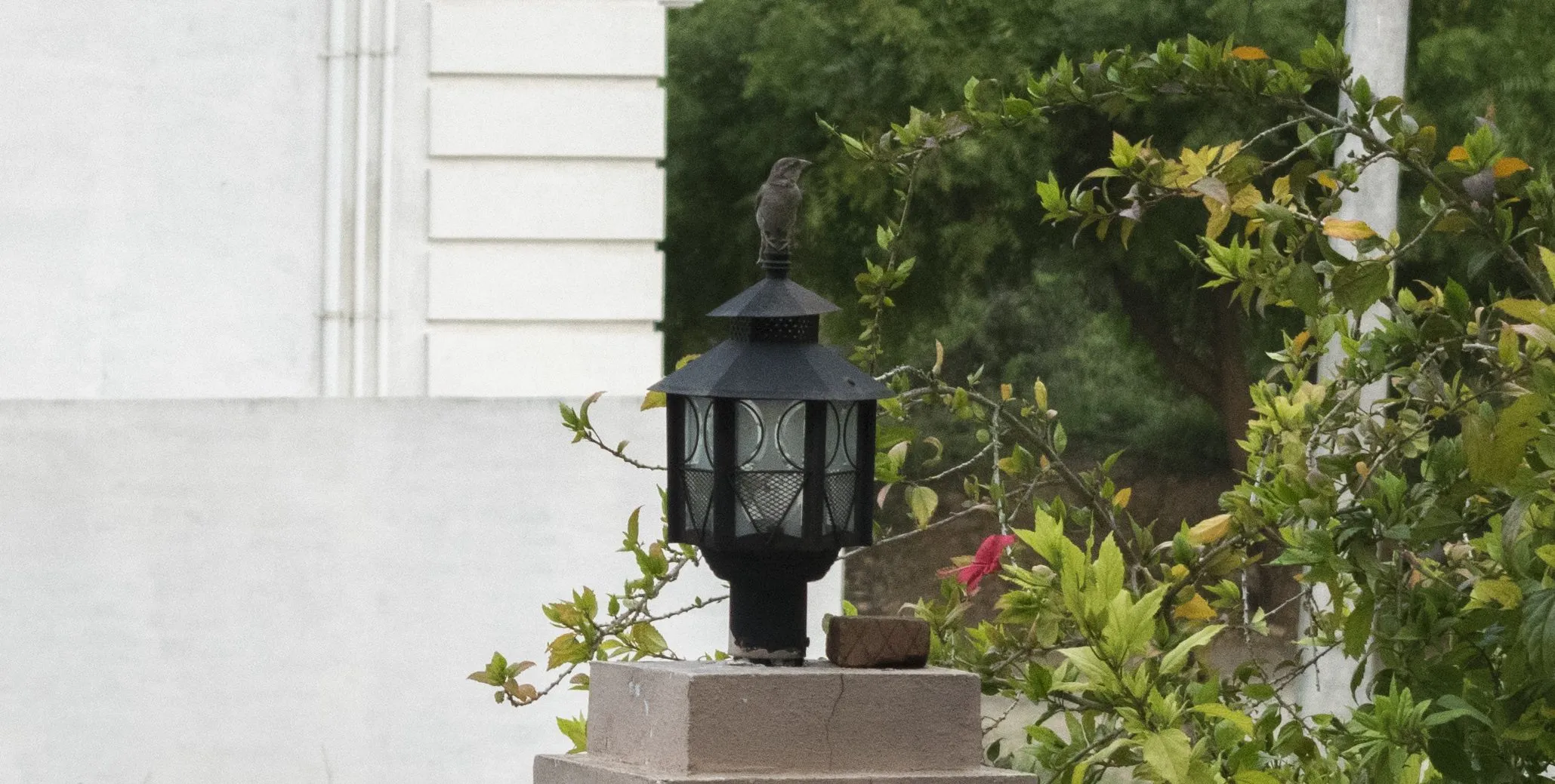 A photograph of a bird on a light.