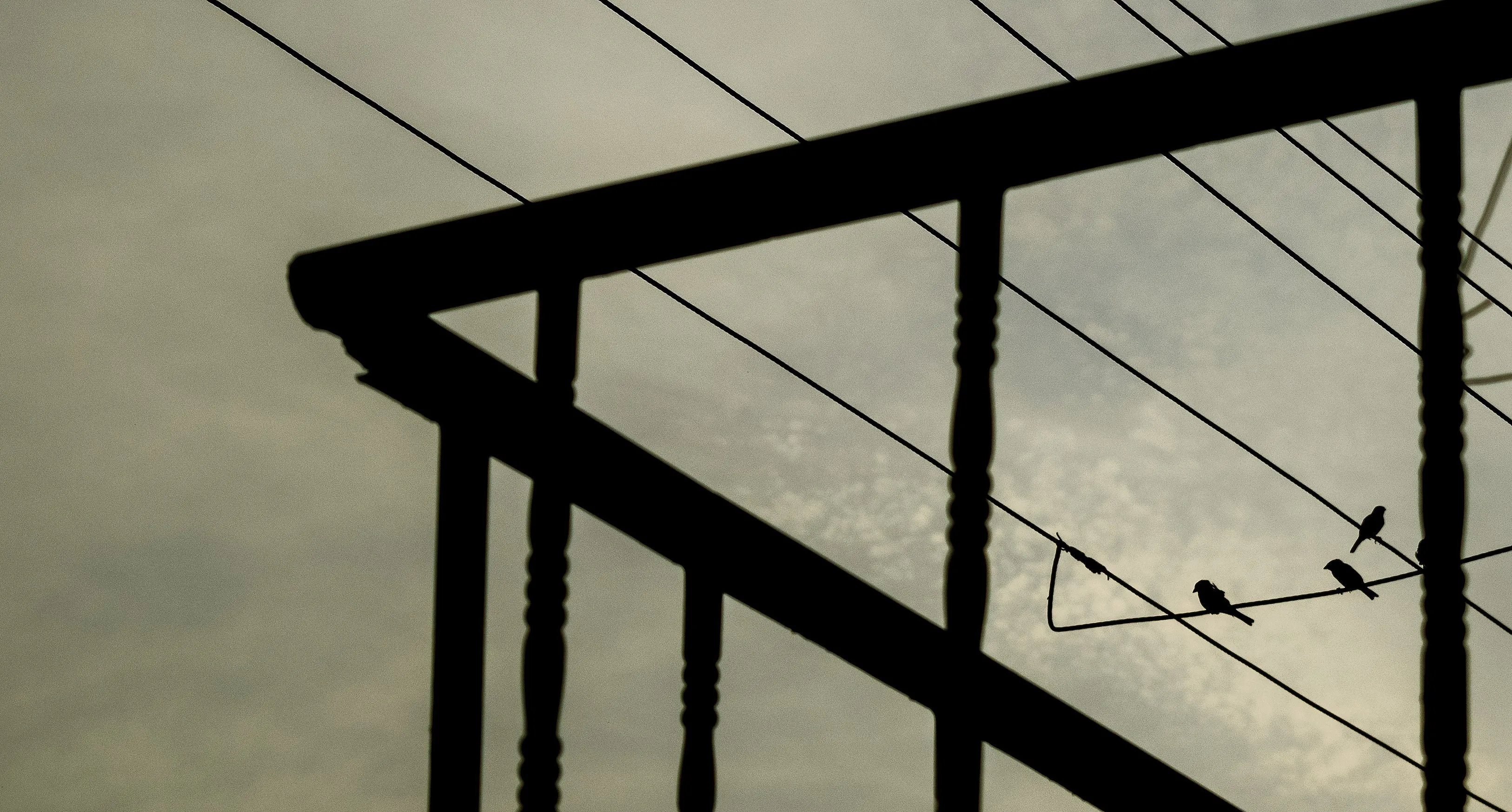 A photograph of a few birds perched on a powerless power line.