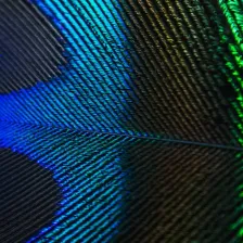 A photograph of a feather my mom collected.