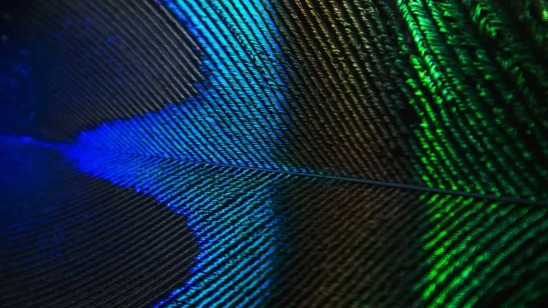 A photograph of a feather my mom collected.