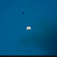 A blue recluse
