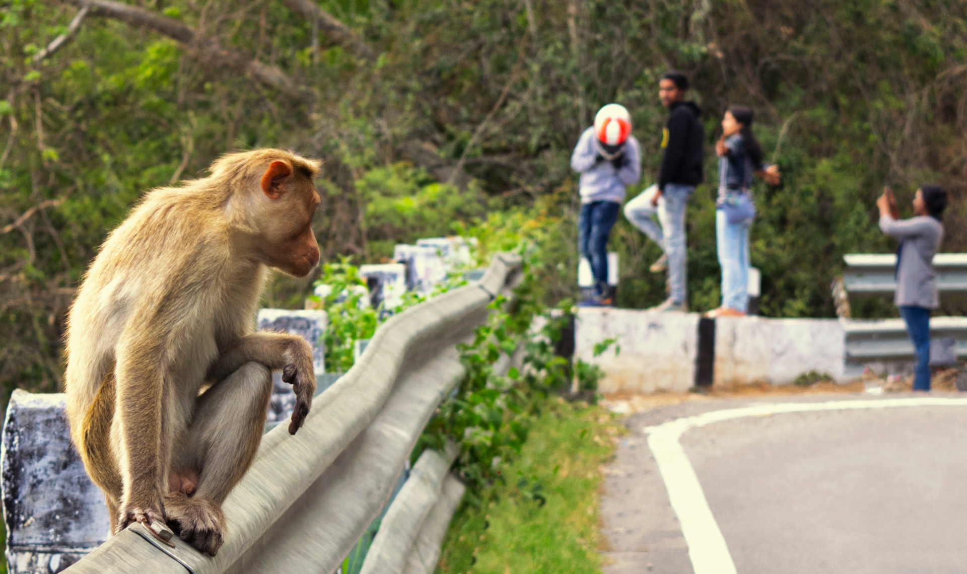 A photograph of a monkey on the left part of the frame looking at a bunch of youngsters taking comical photographs on top of the road guard rails.